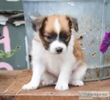 Arthur ICA Male Papillon