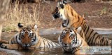 Jim Corbett National Park  Jim Corbett Online Safari Booking