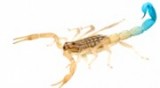 Blue scorpion peptides