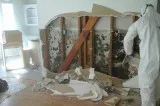 Are you Looking Mold Removal Company