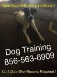Off leash obedience training