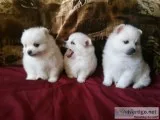 Pomeranian puppies for sale