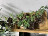 Extra Clones 