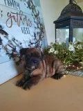 Theo Male Puggle Bulldog