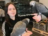 Hand reared african grey parrots for sale