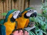Hand reared baby blue & gold macaws for sale