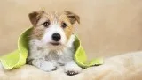 Are you Looking for Professional Dog Grooming services in Spanaw