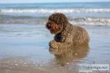Dog Training Services