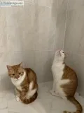 2 cats need rehoming asap