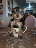 Teacup yorkie