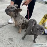 AKC French Bulldog Puppies