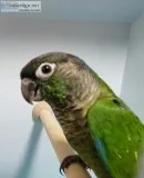 Dilute and split Dilute Green cheek conures