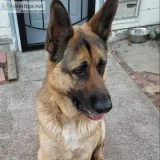 German Shepherd