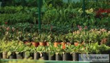 Best plant nursery in chandigarh | surya nursery