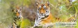 Sundarban Tour Package from Kolkata in Winter Holidays