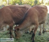 Steer