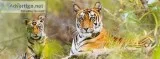 Sundarban Tour Package from Kolkata in Winter Holidays