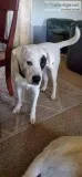 Free Dog to good home