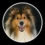 Personal pet care services by professionals