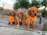Akc golden retriever