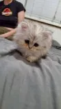 Persian kittens
