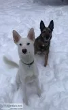 Husky rehoming