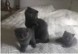 Scottish fold kittens