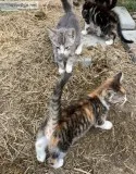 3 kittens