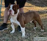 American bully