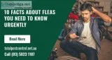 10 Facts About Fleas You Need to Know Urgently