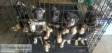 Shepherd Puppies(Girls)
