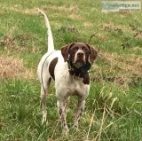 Pointer pups available for serious hunter or trialer