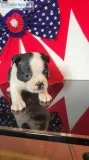 Boston terrier puppy