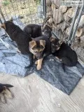 German shepherd puppies ready 67