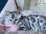 3 months bengal female