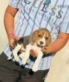 beagles tricolor with papers