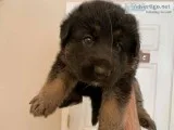 German shepherd puppies