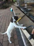 Pointer Puppies Excellent hunting pedigree