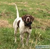 Pointers puppies from excellent pedigrees
