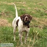 Puppies Pointers excellent pedigrees