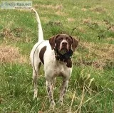 Pointer Pupppies Excellent Pedigrees