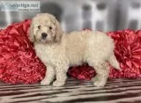 Prince F1b Male Aussiedoodle