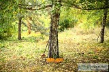 Tree Services Pro of La Habra