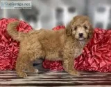 Tanner F1b Male Aussie doodle
