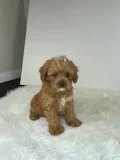 Derek Male Cavapoo