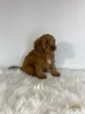 Wade Male Cavapoo