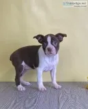 Amber Female Boston Terrier