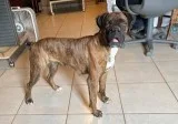 Bella Female Boxer