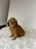 Wesley Male Cavapoo