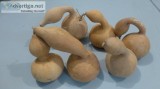 SwanGoose Gourds for crafts